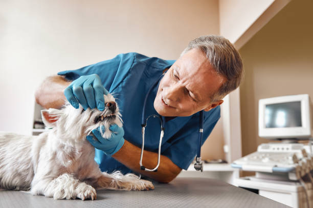 Best Broken or Cracked Tooth Emergency Dentist in Beulah, ND